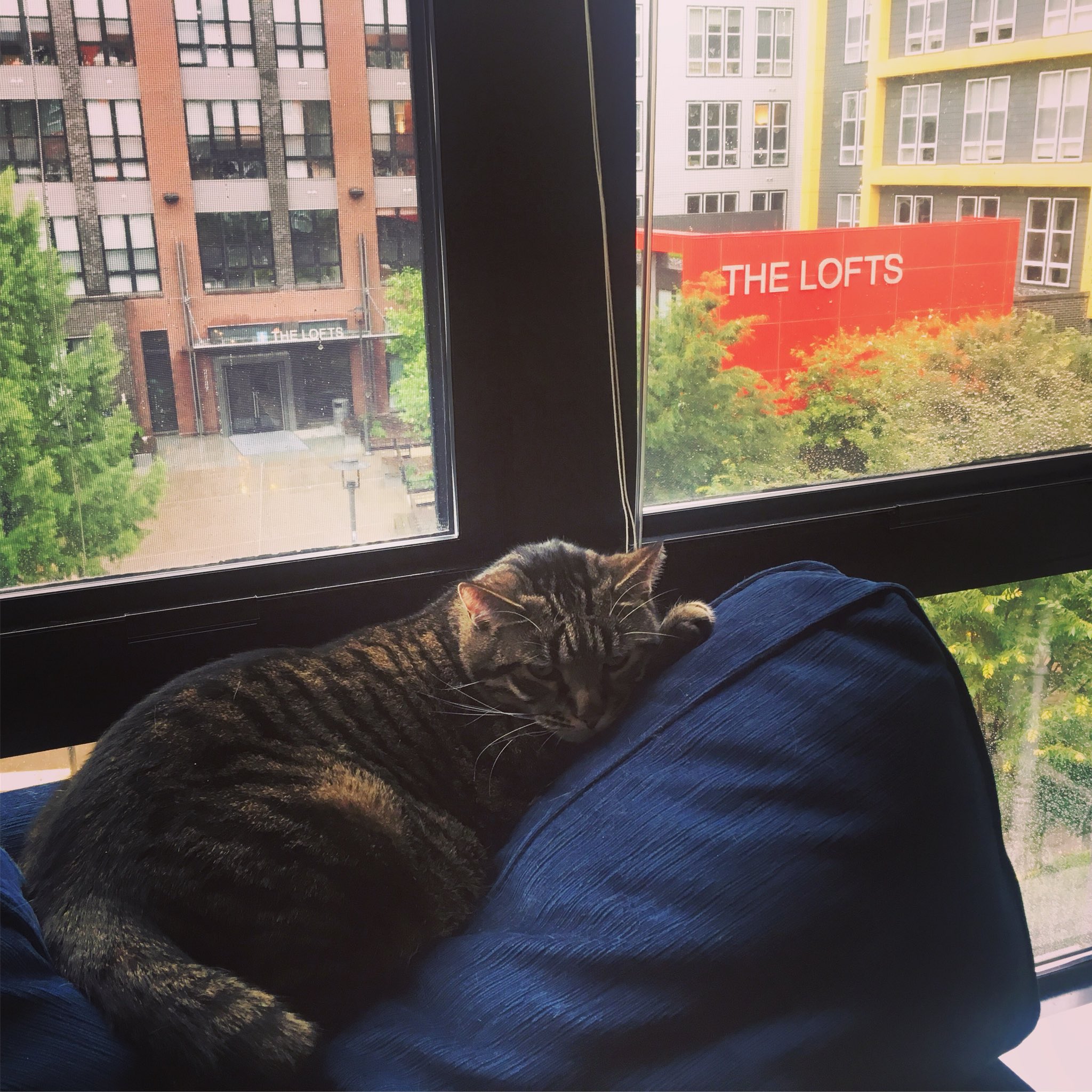 Halstead Square Apts on Twitter "We love our furry friends! This is