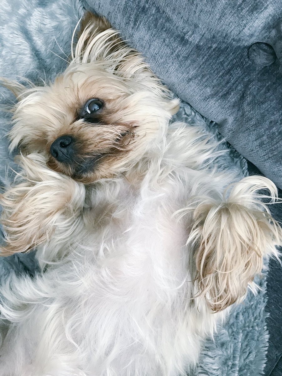 murphybooface's tweet photo. 🐶 @Lunachaz @ShihTzuMolly @PrincessRosyRue @natalievaness15 @NorfolkDax https://t.co/7NcCSXJobK