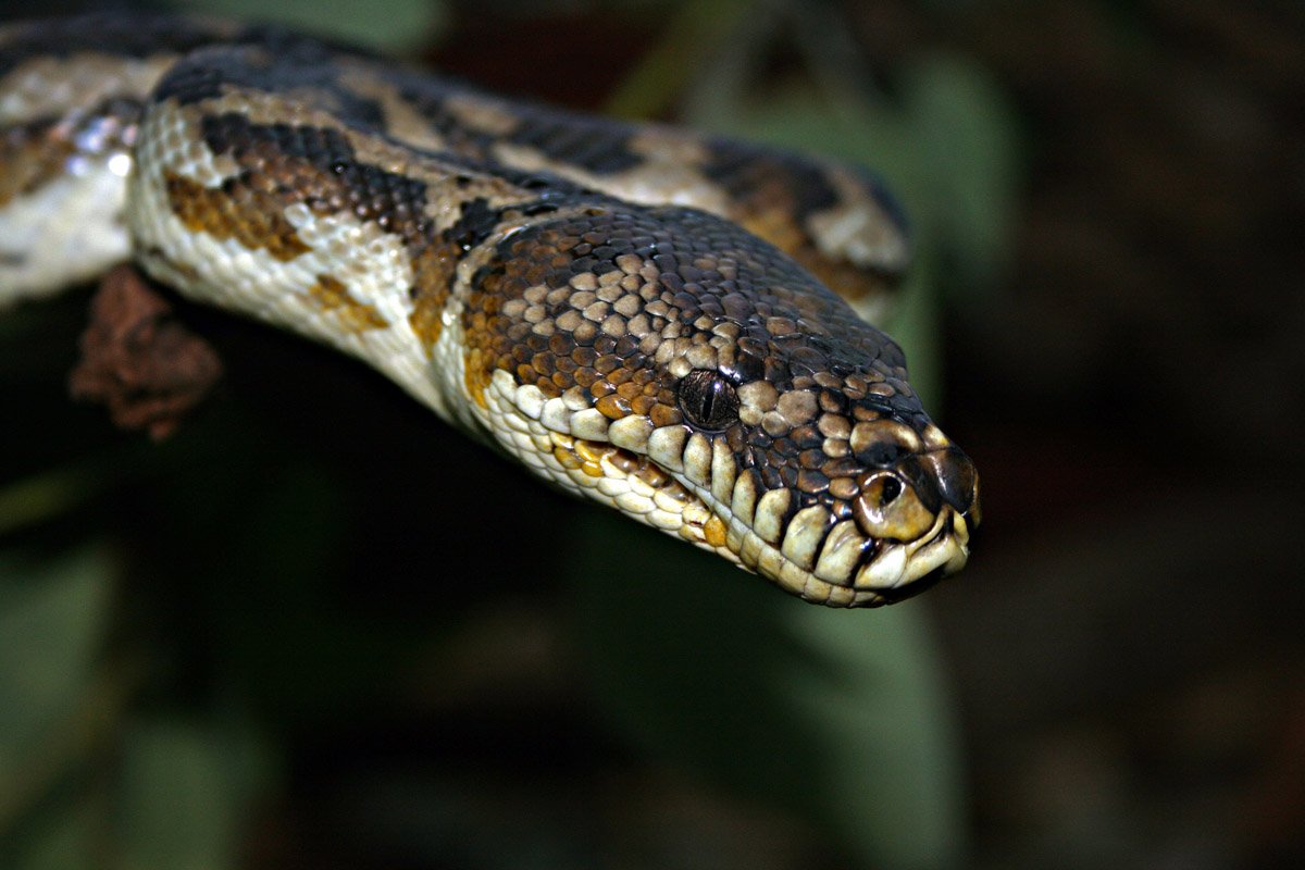 A 23-foot-long python squeezed a woman to death before swallowing her whole at her garden bit.ly/2t1iJk6?utm_so… https://t.co/Rj7cadV9YS