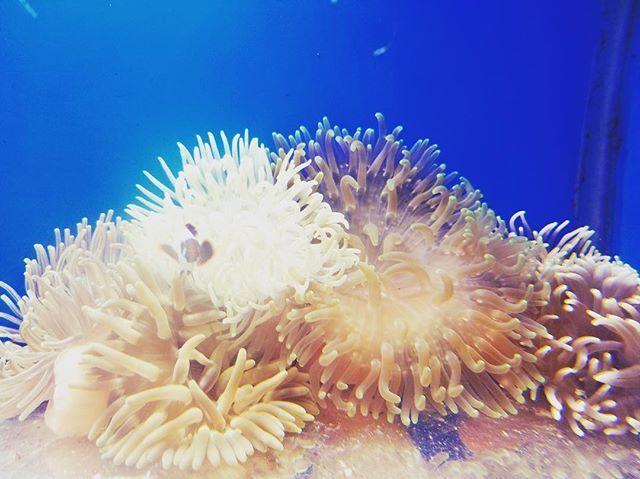 thatpetplace's tweet photo. Keep friends close, anemones closer..⠀
#anemone #whereisnemo #saltwaterlife #thatfishplace #thatfishplacethatpetplace https://t.co/YUbJObg2Xe https://t.co/8QoUhvArQA