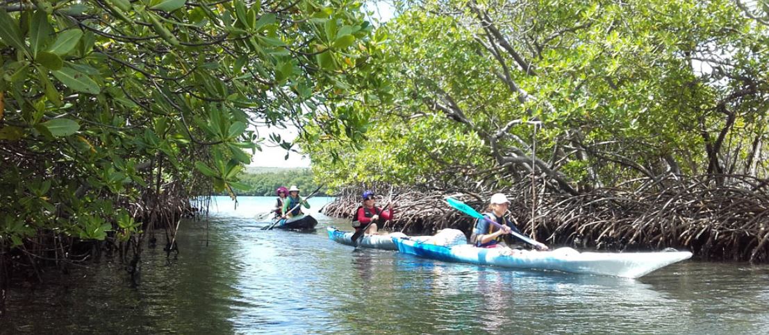 N°25: Une virée en Kayak dans la mangrove