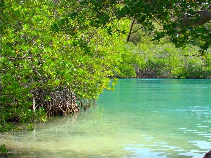 N°25: Une virée en Kayak dans la mangrove