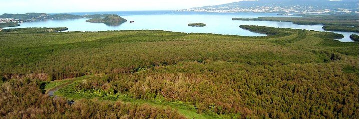 N°25: Une virée en Kayak dans la mangrove