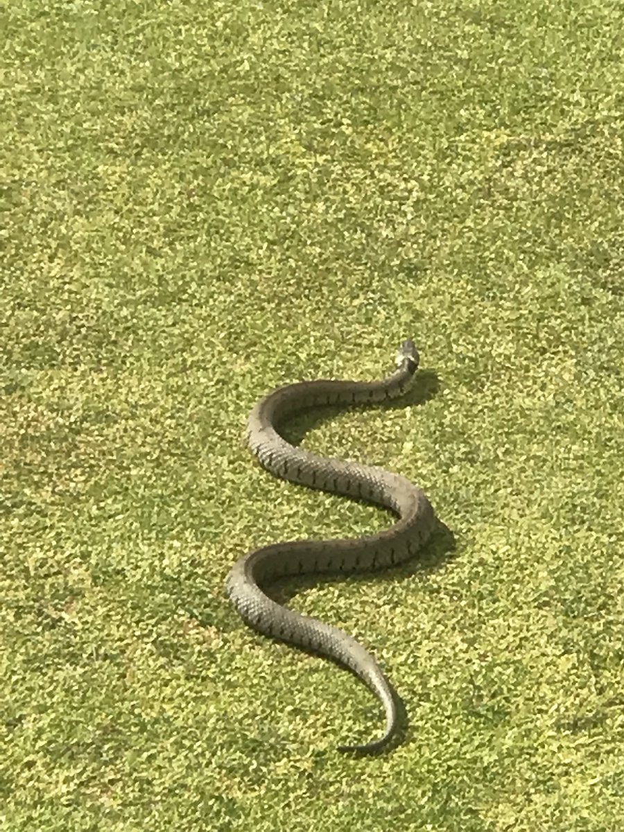 htmalloy7's tweet image. Snake practicing it’s putting @CardiganGolf today