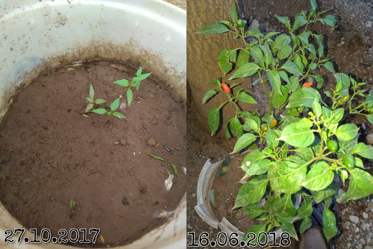 These are combined pictures with different dates, where i had to test my faith on how long it will take for me to eat this pepper.

#faithtested