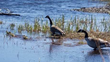 Lightning strike may have killed 50 Canada geese outside of Montreal ift.tt/2JVZMJs