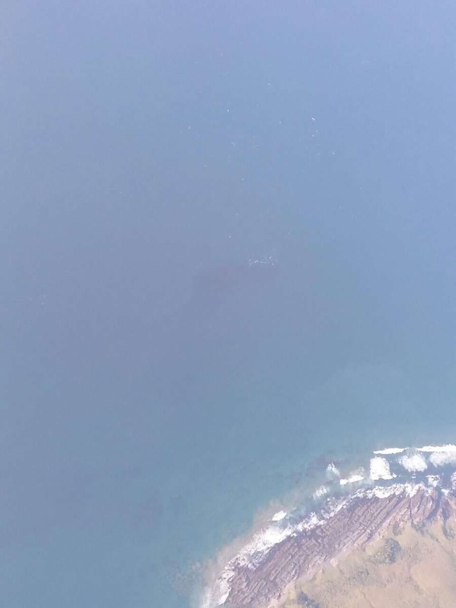 SardineRunSA's tweet photo. Shoal of Sardines on #SardineRun2018 at least 500m long and 200m wide. Seen from our #microlight at 5000ft of #Mbotyi while our #dives enjoyed the action! https://t.co/4euZub4vqp