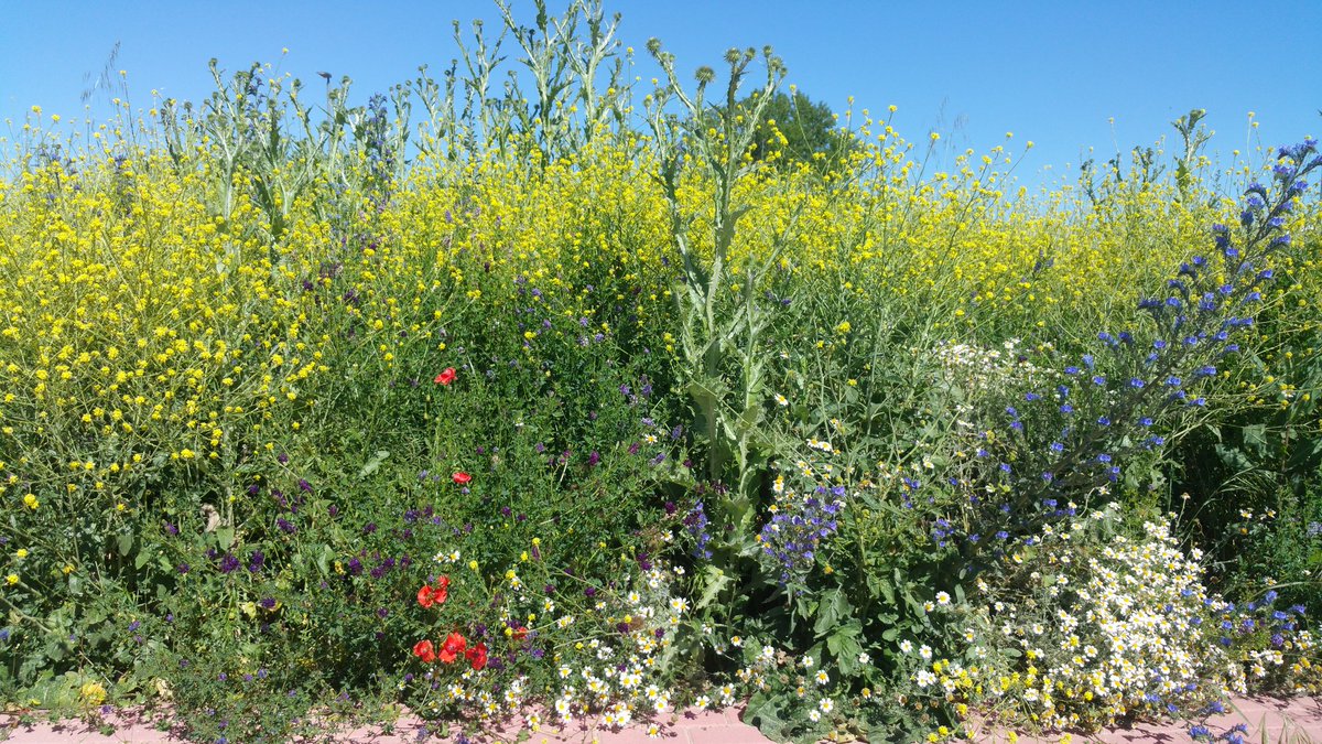 Emprernesto's tweet photo. La diversidad es una realidad que nos recuerda constantemente la naturaleza. 

¡¡¡No respetar la diversidad si es ir contranatura!!!.

Junio. ¡¡Mes de la diversidad sexual!!
#LGBT #gaypride2018 #JuneIsForQueer https://t.co/d6Ne5FkA7O