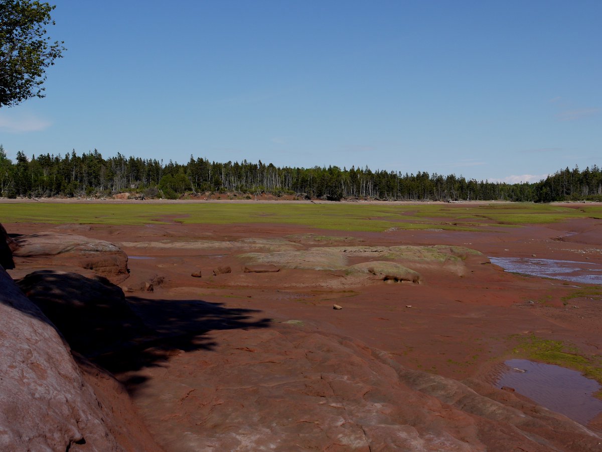 Today we visit Thomas Cove, W side of the headland E of loc 10. Here we see the effects of the tides magnified in a small area: no tidal flat, just vegetated marsh and channels, w high tide markings (dead vegetation) & a big mud patch that was once a big ice raft and melted out.