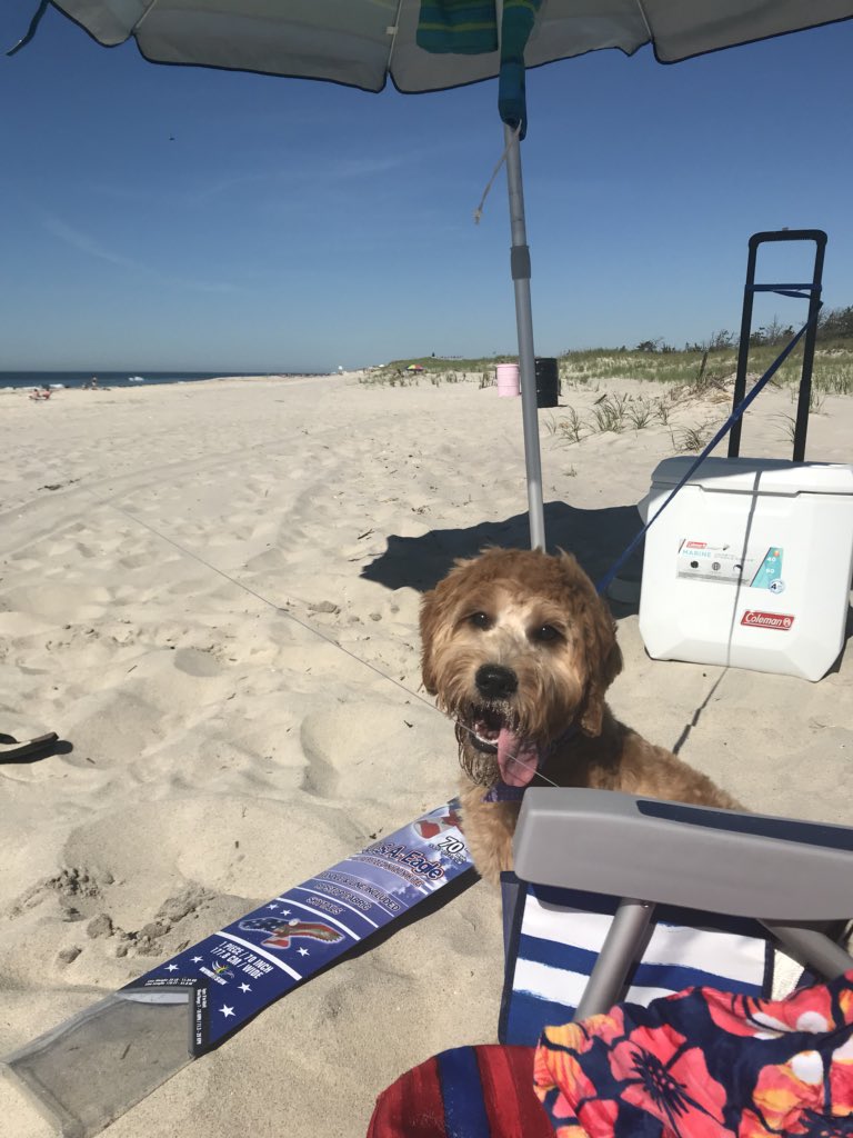 Debbenci's tweet photo. @AmyFreeze7 Phoebe’s first day at the beach! #beachpup https://t.co/jntw93mZRm