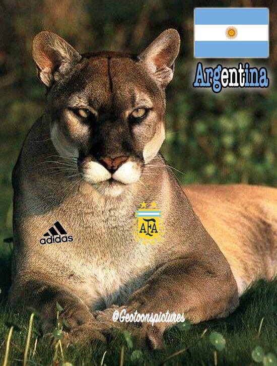 puma argentin