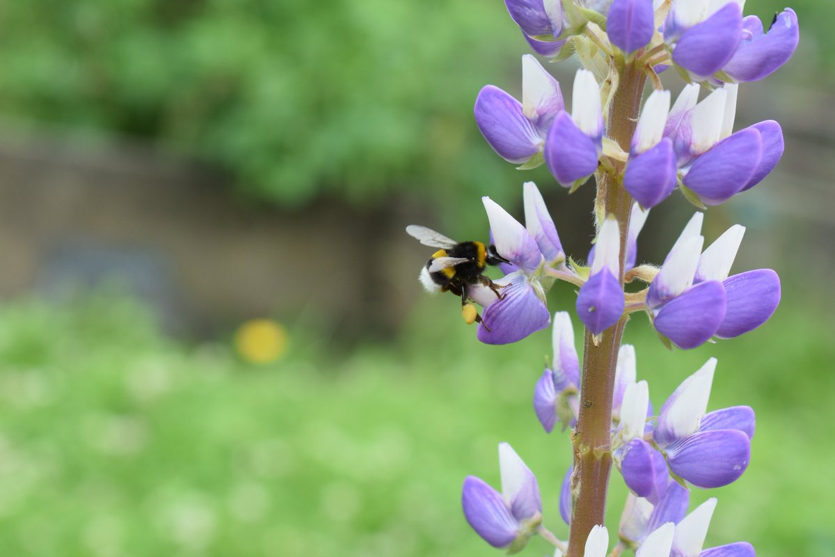 UliakoMintegiak's tweet photo. Ezagutzen duzu Aikur Erle Museoa, Urretxun? 🐝🐝
 
Erleen bizimodu bitxi eta interesgarria ezagutu dezakegu, #natura|n duten funtzioa eta #erlea|ren etxekotu zeneko historia. Polenaz karga-karga eginda datozen #erleak ikusi...

Jakinmina piztu dizugu? 👇🏻
https://t.co/fLQ6wzDKvC https://t.co/zhoK9kYXYW