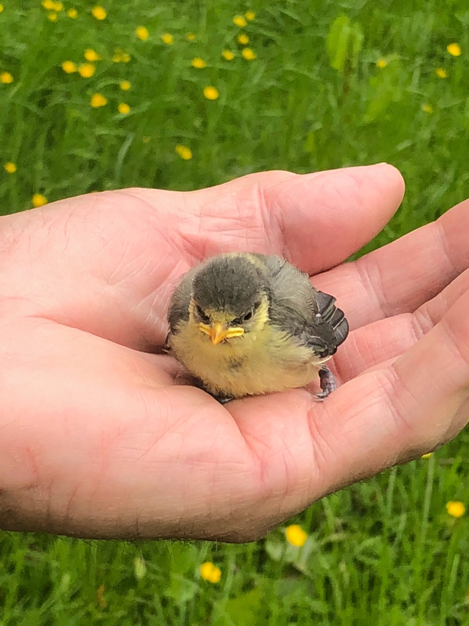 Baby bluetit on sale out of nest