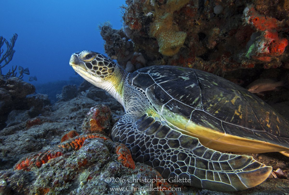 RealSaltLife's tweet photo. Today is World Sea Turtle Day, a day we honor sea turtles. These beautiful reptiles have nested on our beaches for millions of years.

Please respect and protect these amazing creatures. 🐢 
#WorldSeaTurtleDay #SeaTurtle #SaltLife

📷: @GatorBoys_Chris https://t.co/elqBWR7awX