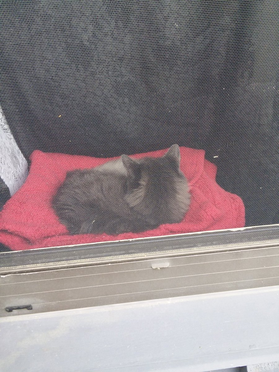 LauraMacVicar71's tweet image. Nikita is mad at me, I get to be outside and she can't.  Lol 

#backatme