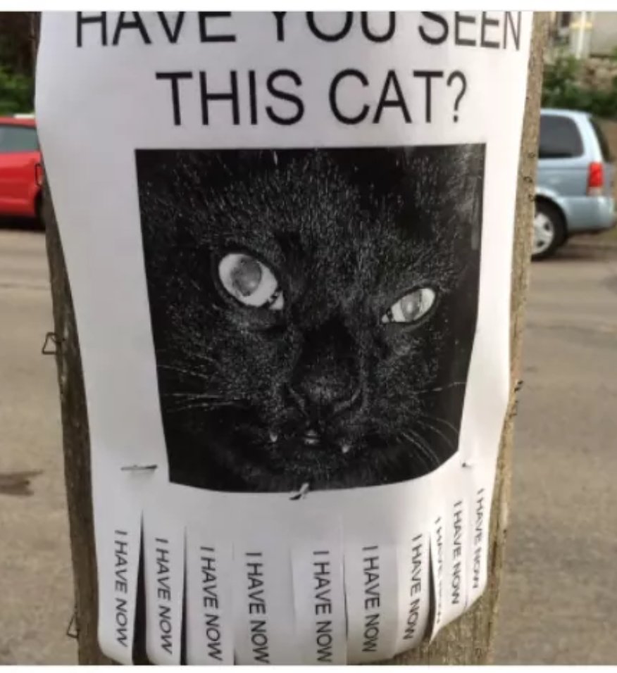 This cat's face is too much 😂