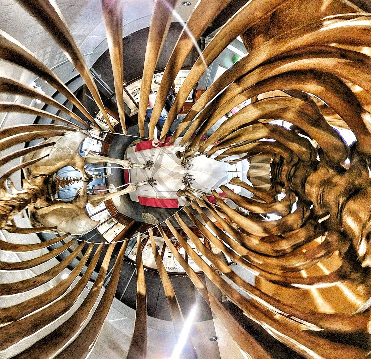 Jonnybentley360's tweet photo. Inside a dino! #skeleton #bones #skull #skulls #museum #dinosaur #museo #thin #trex #spock #size00 #jurassicpark #collarbones #kirk #hipbones #tos #captainkirk #jurassicworld #startrek #exhibition #gallery #history #jurassic #artmuseum #музей #sculpture #flatstomach #dinosaurs https://t.co/TM8ashyNCZ