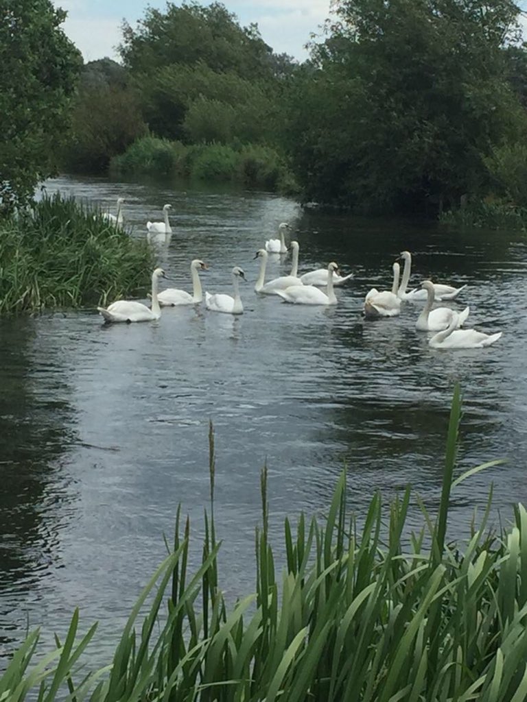 Claire_bithell's tweet photo. Day 15 and 16 of #30DaysWild showcases Burnett moths taken in Leeds by my FBG fisheries colleague and a bevy of swans on West Beck while Yorkshire FBG team leader checks rod licenses. @30DaysWild @RitaReidEA @BiodiversityEA https://t.co/aZclmDnDFg