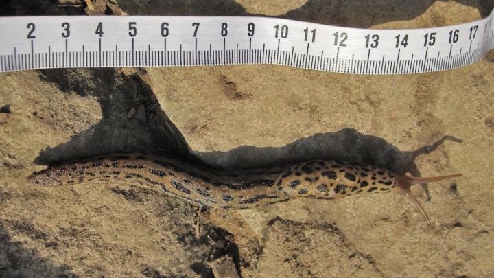 openbiolabs's tweet photo. Citizen scientist helps predict the appearance of invasive giant slugs while hiking a mountain nearly every day for two years. Now THAT's dedication! https://t.co/jBnuyt38PI https://t.co/xAuQvoVgER