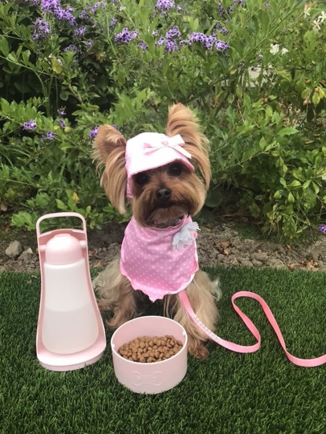 ThePoochCompany's tweet photo. There are simply no words for this level of cuteness! We give the adorable @the.little.skittle four paws up and 10/10 woofs! Her outfit is beyond pawsome and she loks adventure ready with her new #poochables 💗🐶😇 https://t.co/0z0iTz6A1d