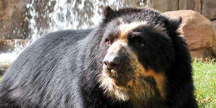 Andean Bear Keeper Chat 12:30 pm