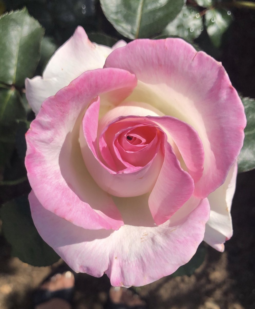 tweetAMRAPALI's tweet image. #SUMMERWEEKEND
#NOFILTER 📷 BY ME 
#IPHONE8S