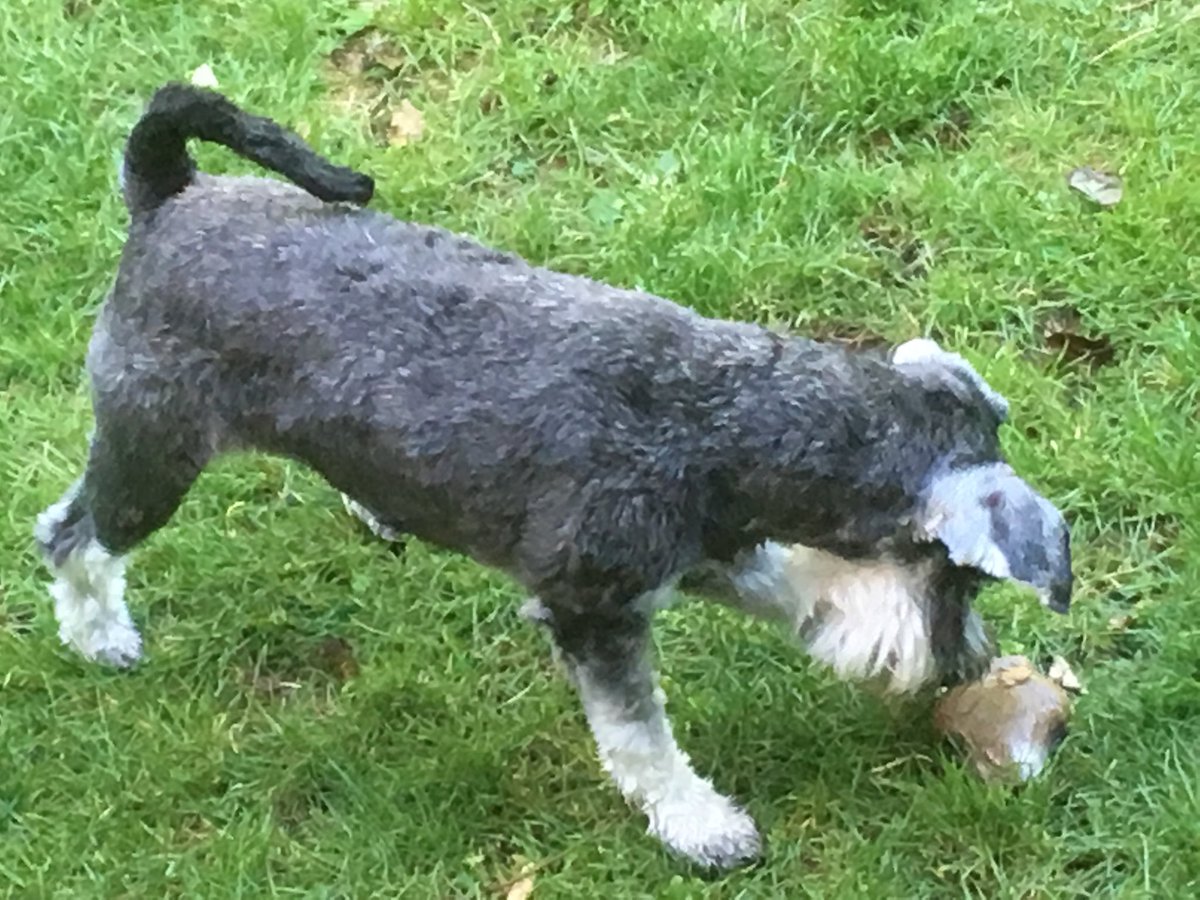 Concordmoose's tweet photo. Alas, poor racoon, I knew him well. Chewed him well? Max’s weekend of discovery continues... #schnauzers #schakespeare #edudogs https://t.co/v2cVZPfva4