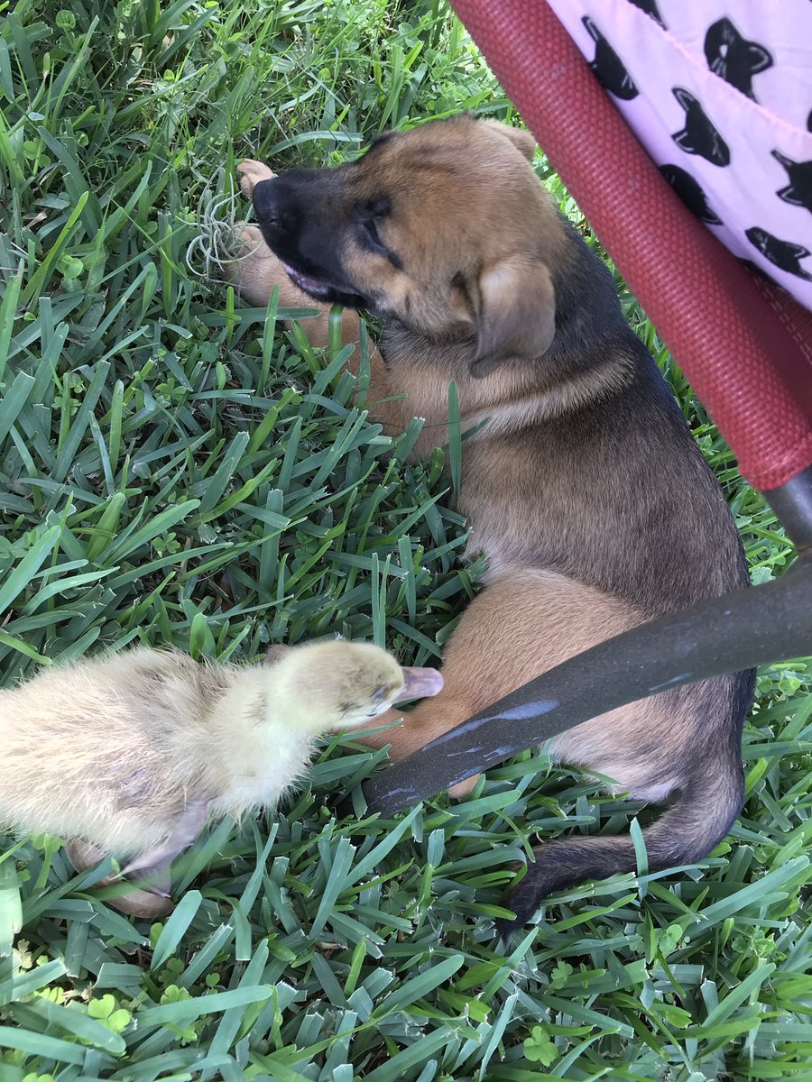 GeekyHomestead's tweet photo. @Woody_Wilder @darth @dog_rates Here’s a #puppy with #ryangosling 
Sorry for your loss https://t.co/aXcZ38RBz3