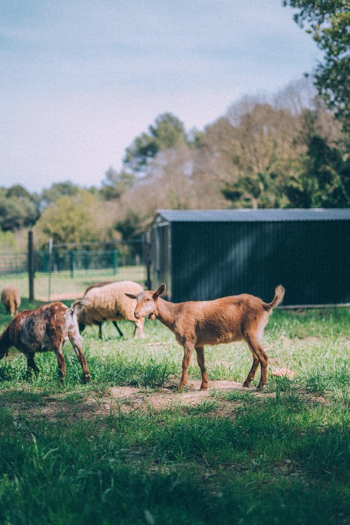 jonwiergo's tweet photo. Hola chicos, esta reserva llamada Wild Forest, se ve obligada a comprar otro terreno para ampliarla y salvar a muchos más animales. Cualquier donación aunque sea 1€ es válida 🙏🏽 por favor ayudadnos a difundirlo https://t.co/boJcm8LADC https://t.co/TTGA2Lms1W