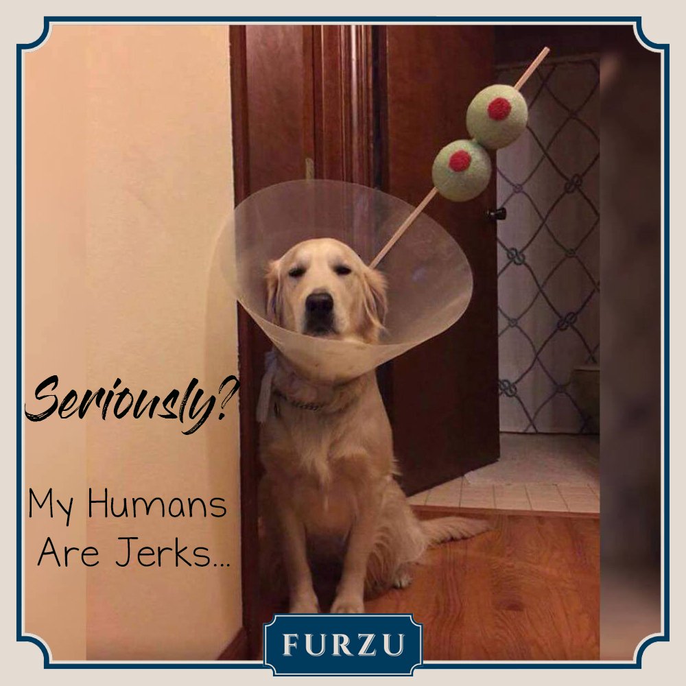 FurzuPets's tweet photo. #FurzuPets offers contemporary and innovative dog🐶 products to compliment our modem homes and lives
https://t.co/LDexssHVq2
#dogbed #doggies #mustlovedogs #furkid #dogtoy #doglover #ilovemydog #ukdogs #dogsofgreatbritain #dogs #dogsofuk #dog🐶 #doglovers #dogliving #londondog https://t.co/SsN6rAeaFC