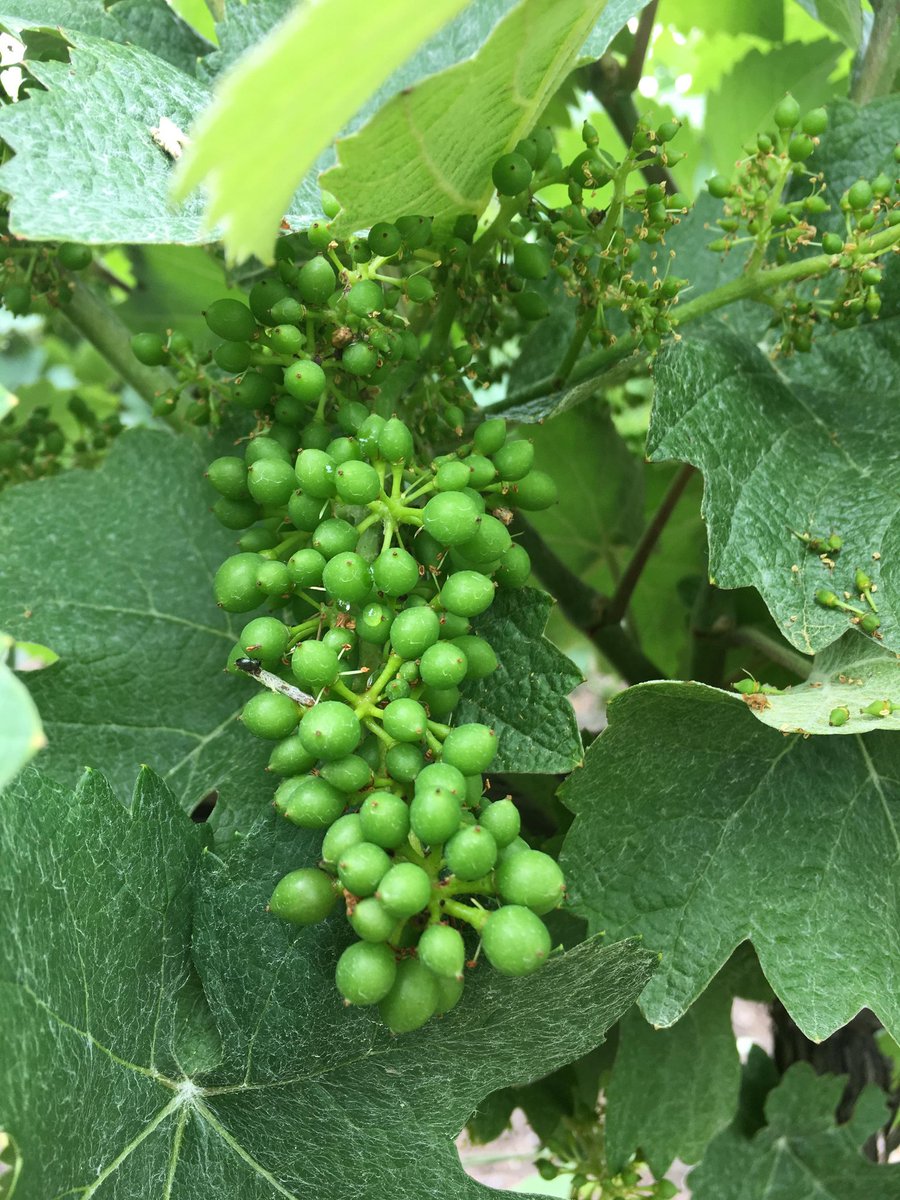 ChampagneJMVF's tweet photo. [FR] Les jolies grappes !🍇 
[EN] Wonderful grapes! 🍇 https://t.co/Ntd7Y59XxR