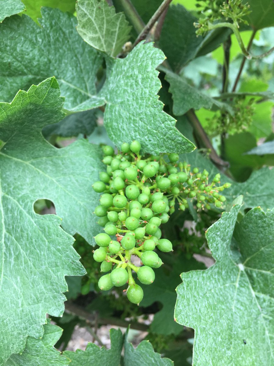 ChampagneJMVF's tweet photo. [FR] Les jolies grappes !🍇 
[EN] Wonderful grapes! 🍇 https://t.co/Ntd7Y59XxR