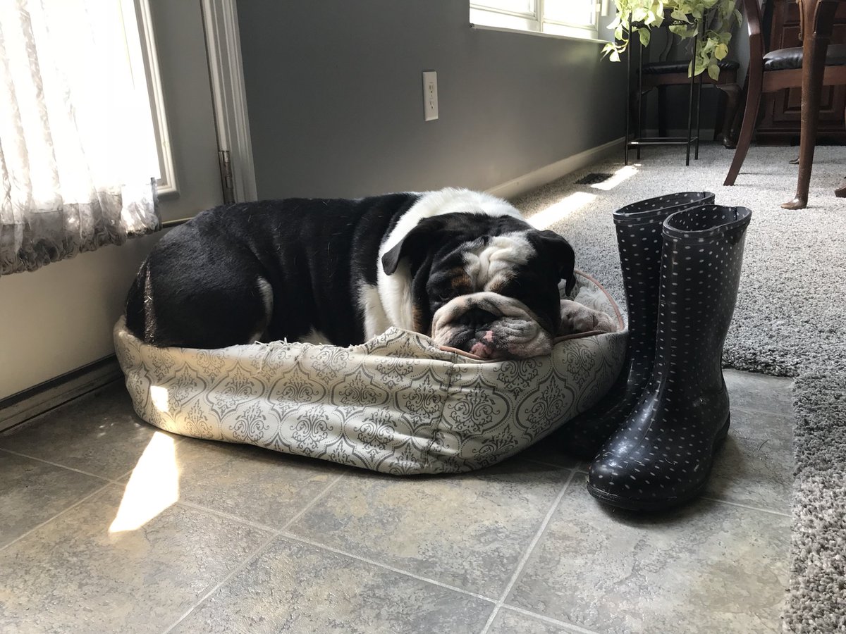 Chunk_Bulldog92's tweet photo. What are you doing this Saturday ? Pudge and I are napping #naps #lazybulldog #EnglishBulldog #bulldog #dog #bulldogsoftwitter https://t.co/rGFHASHJJ3