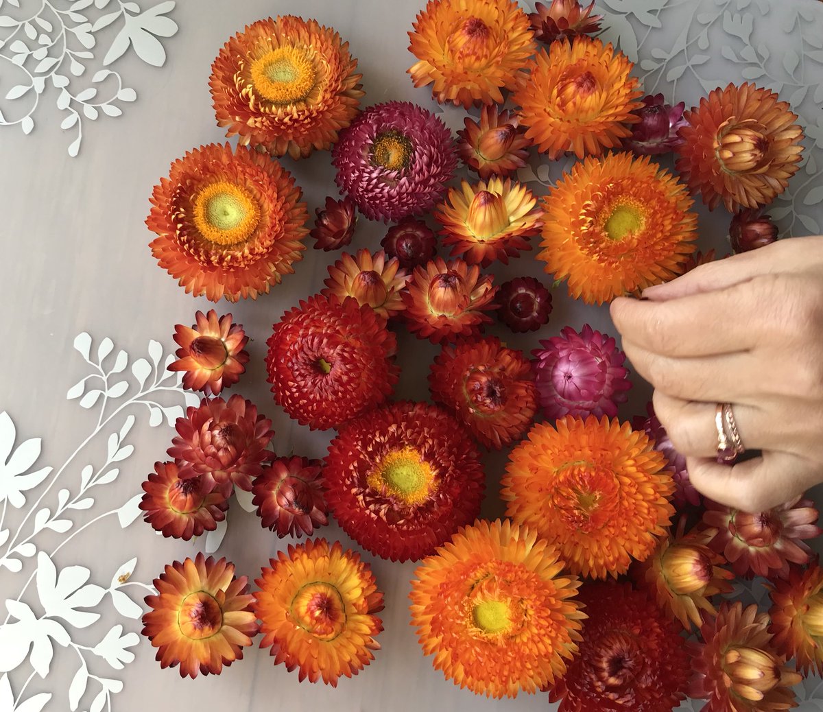 Judah Pollack tweet media