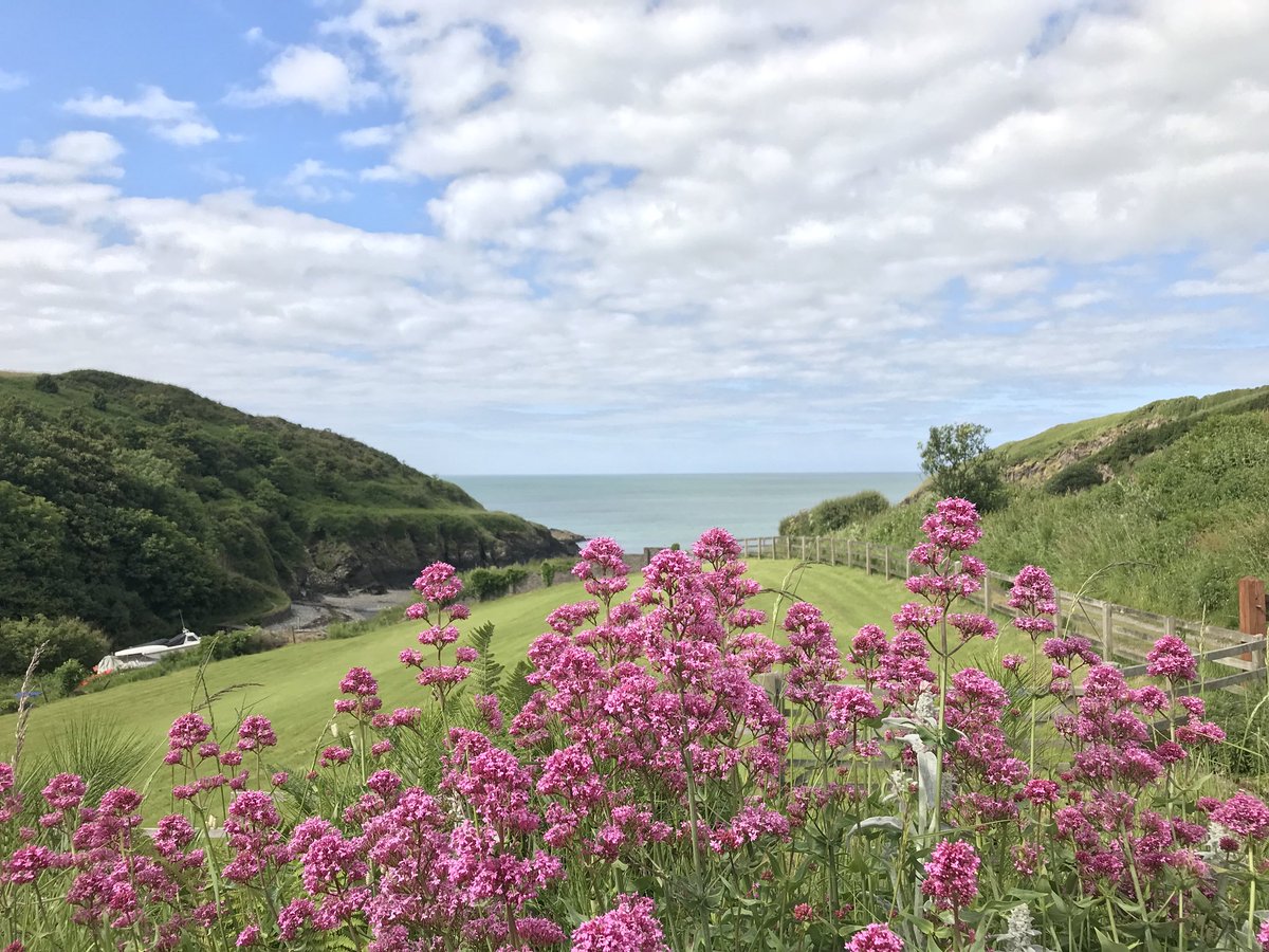aberfforestbay's tweet photo. I tried to get the bee, flowers and sea view in one photo but didn’t succeed #sunny June day #Aberfforest #Pembrokeshire https://t.co/HedlkT5NVy