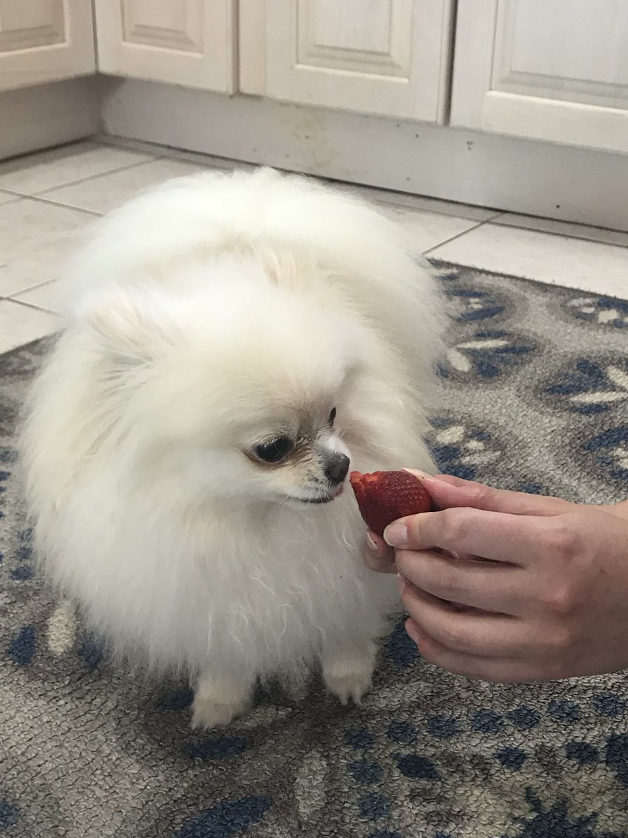 CherryFluffbutt's tweet photo. Cherry 🍒 meets strawberry 🍓 https://t.co/sld7qzy1qL