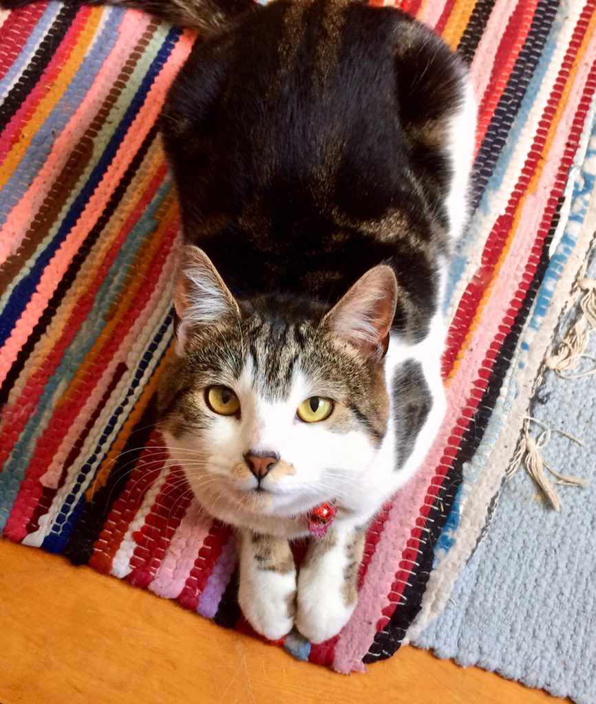 Cristina_Ryan_'s tweet image. My Little Peanut 🥜 X #PrincessPoppy #catsoftwitter #caturday