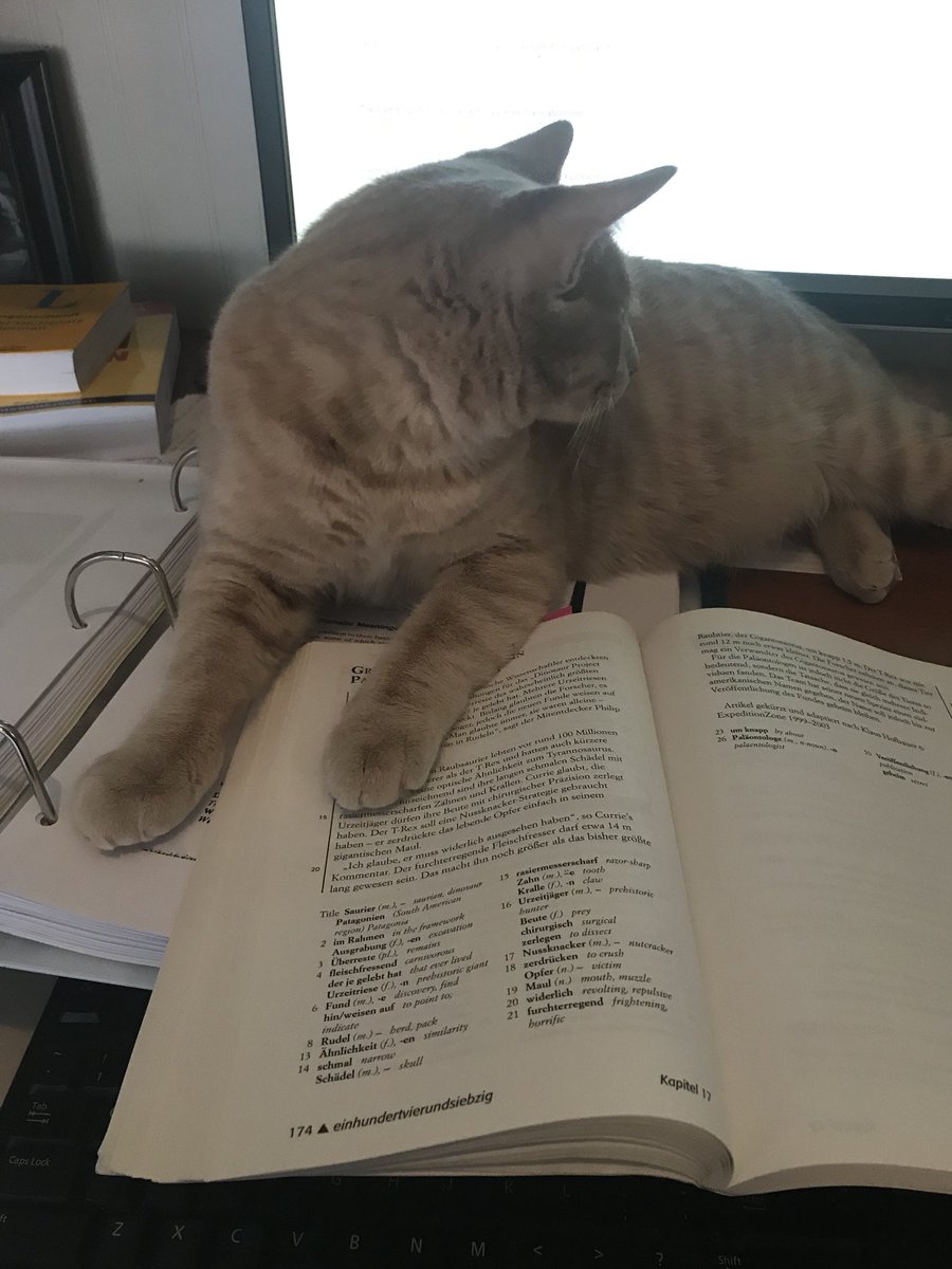 tlc4261's tweet image. Working on German translations with “help.” #Caturday #PhDlife