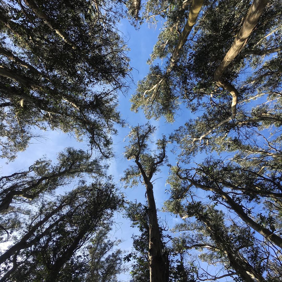 The perfect opportunity to reflect and relax at Andy Goldsworthy's Wood Line Presidio. | Photo: cranbrook_architecture