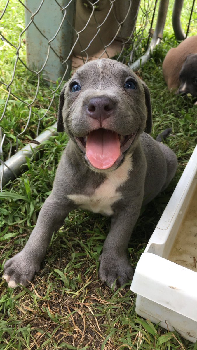 xopayton007's tweet photo. Happy Saturday 🐶💗☀️ #blessingurTL https://t.co/VDtlSGIsZM
