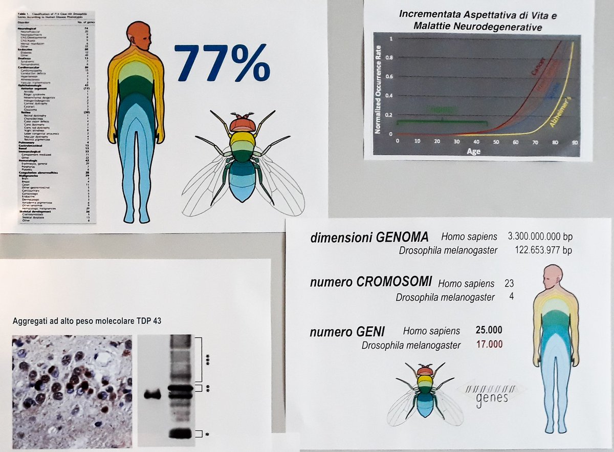 phgigliola's tweet photo. Rapiti dai moscerini della frutta @ ICGEB
E chi se lo immaginava che fossimo simili a loro per il 70% e ci differenziassimo solo per 8000 geni? Ed è così che ci tornano utili negli studi sulle malattie neurodegenerative.
#AreaSciencePark #Trieste #openday #GeneticEngineering https://t.co/zYFWNbLjVl