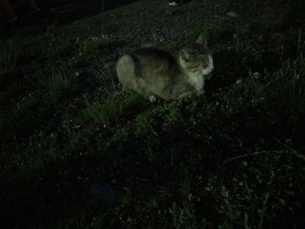 adysuciu's tweet photo. Cats like music! @agilecc_ro #accro18 https://t.co/MJYlIeuYYk