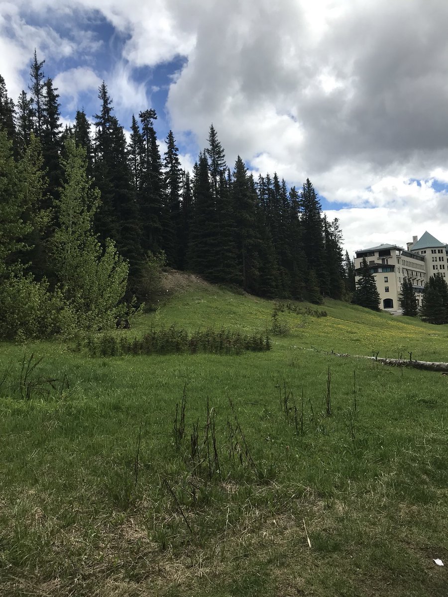 I’ve never seen a grizzly bear in Banff before. Lucky us seeing a grizzly with cubs right at Lake Louise. We were behind the barricade (bearicade?) and behind the Parks Canada guy so don’t yell at me for being too close. 😁

Of course, I left my good camera in the hotel room.