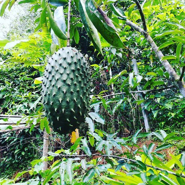 VCTourism's tweet photo. Sooooo excited that after 5 years our Guanabana are growing.... and they are enormous. This fruit is an anti-cancer vitamin bomb of pure yummyness . From the seed to our kitchen 😁#PuraVida #CostaRica #Organic #TropicalFruit #Guanabana https://t.co/QyfDpwGRlW