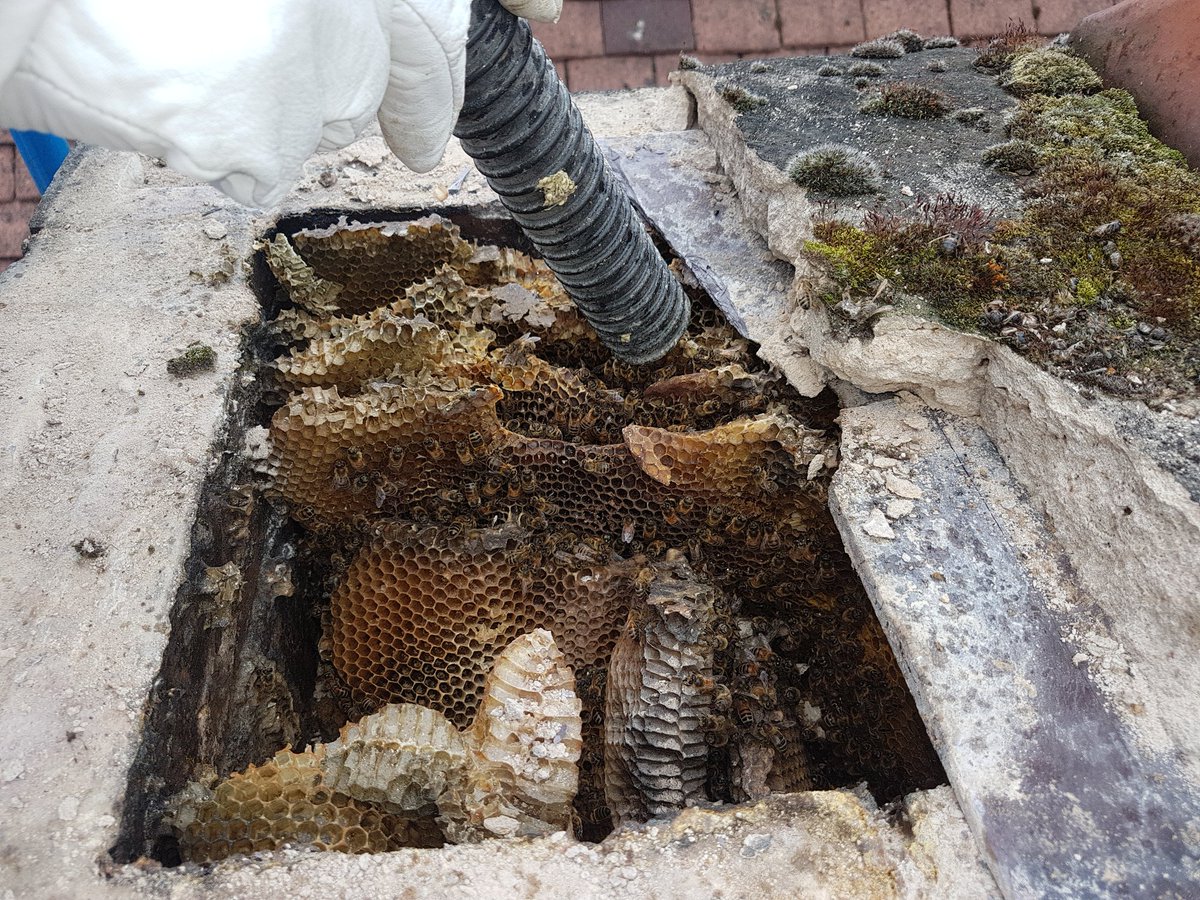 Honey bees removed from a redundant chimney stack in Derby. Mansfield Honey Bees, its what we do..
