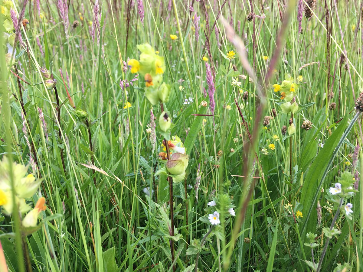 Good to be back @ChirkCastleNT this afternoon, wandering around the estate. Great to see the meadow restoration we started a few years ago coming on nicely! Lots of Yellow Rattle and Eyebright. Excellent work <a href="/ChirkNTRangers/">Chirk NT Rangers</a> + <a href="/teamkehoe/">Kehoe Countryside</a>