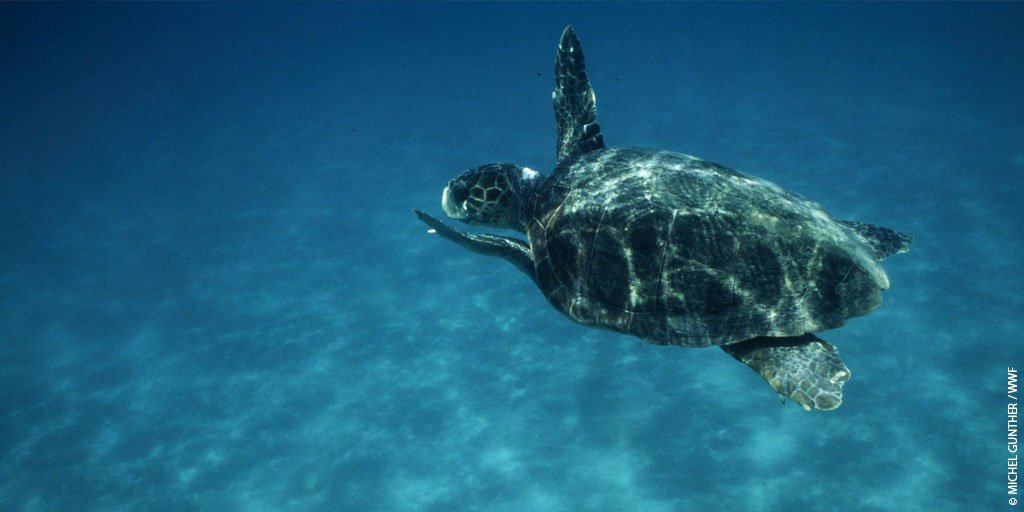 Marine turtles have been in our oceans for over 100 million years. We must protect their home by having a #PlasticFreeSummer &amp; beyond! #WorldSeaTurtleDay