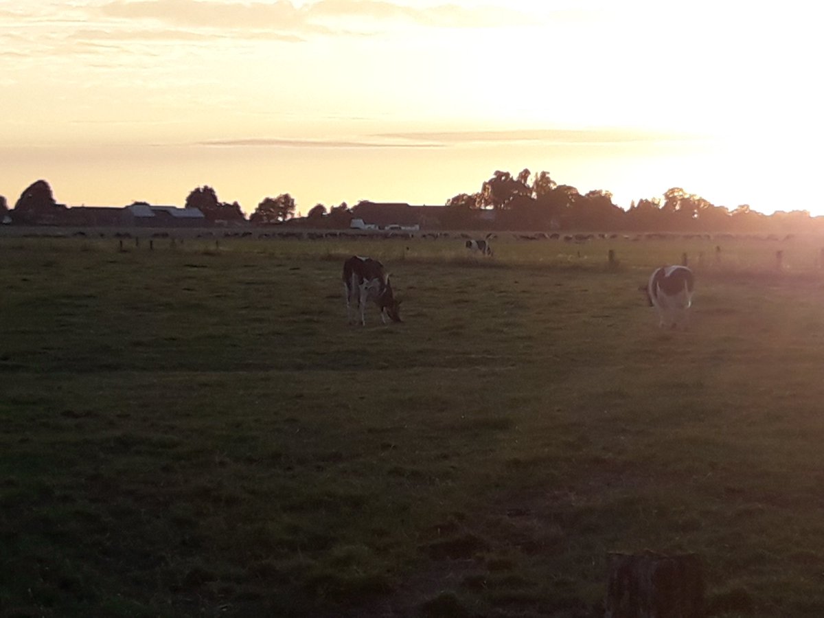 ChristianWinden's tweet image. Ergens daar achteraan grazen ze nu 11kg ds per dag weidegras 1.2 km lopen van de #robotmelken 2.34 melkingen per dag. 24 liter gaat supper #weidegang