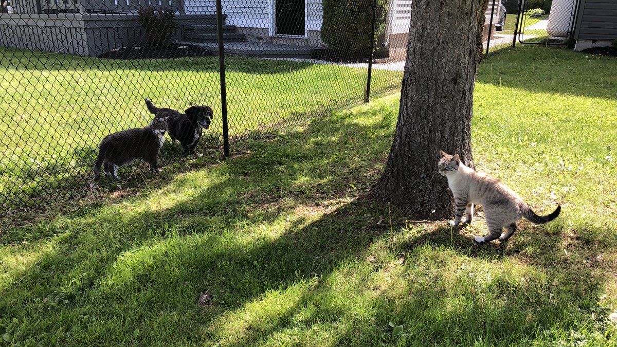 MrBaileyCat's tweet photo. Whoah!  Neighbor kitty named Cali 🐾 #Cats #MrBailey #MissAda #dog #neighbours https://t.co/YrLqMbRgkt