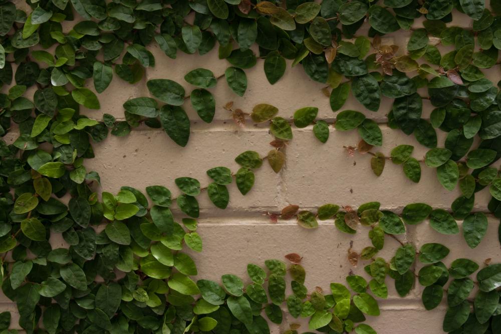 InsulationAplus's tweet image. Are #ClimbingPlants bad for your house? qoo.ly/q6e9u